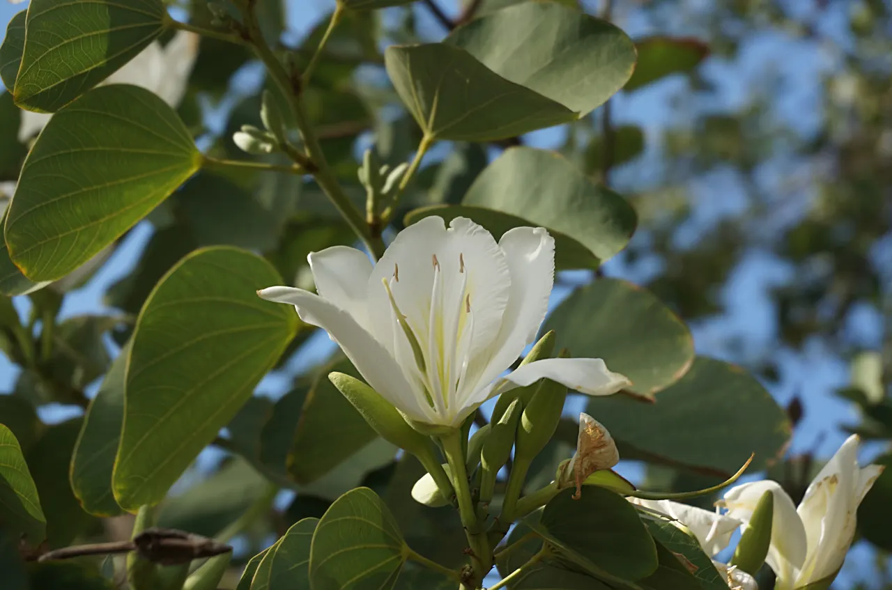 White Orchid Tree (Bauhinia Variegata 'Candida') — is a captivating specimen that offers both aesthetic charm and shade in the landscape