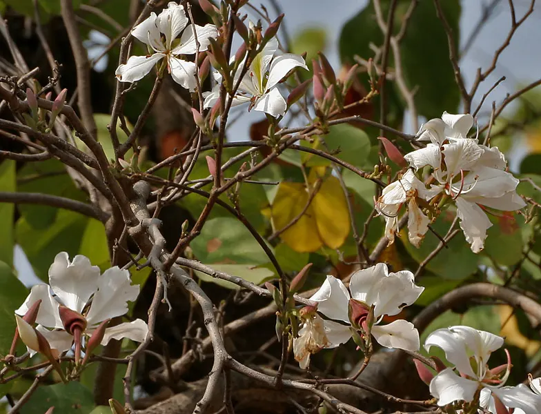 White Orchid Tree (Bauhinia Variegata 'Candida') — which may require some seasonal cleanup; when presenting this tree to the client, image 96