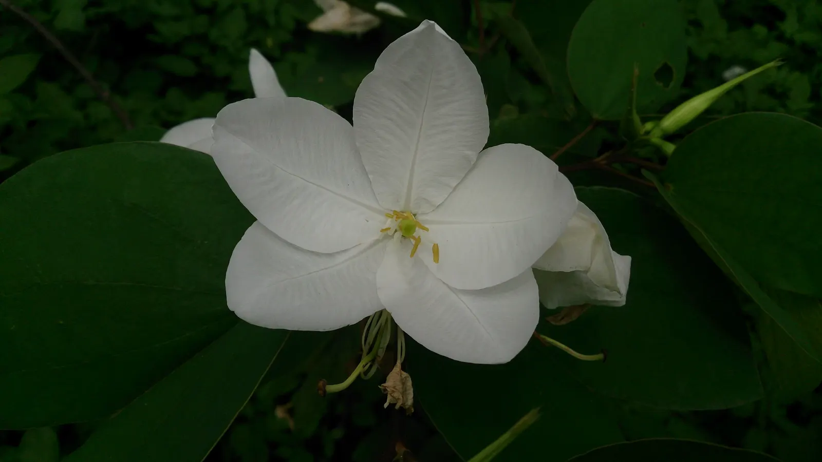White Orchid Tree (Bauhinia Variegata 'Candida') — is a captivating specimen that offers both aesthetic charm and shade in the landscape; it reaches up to