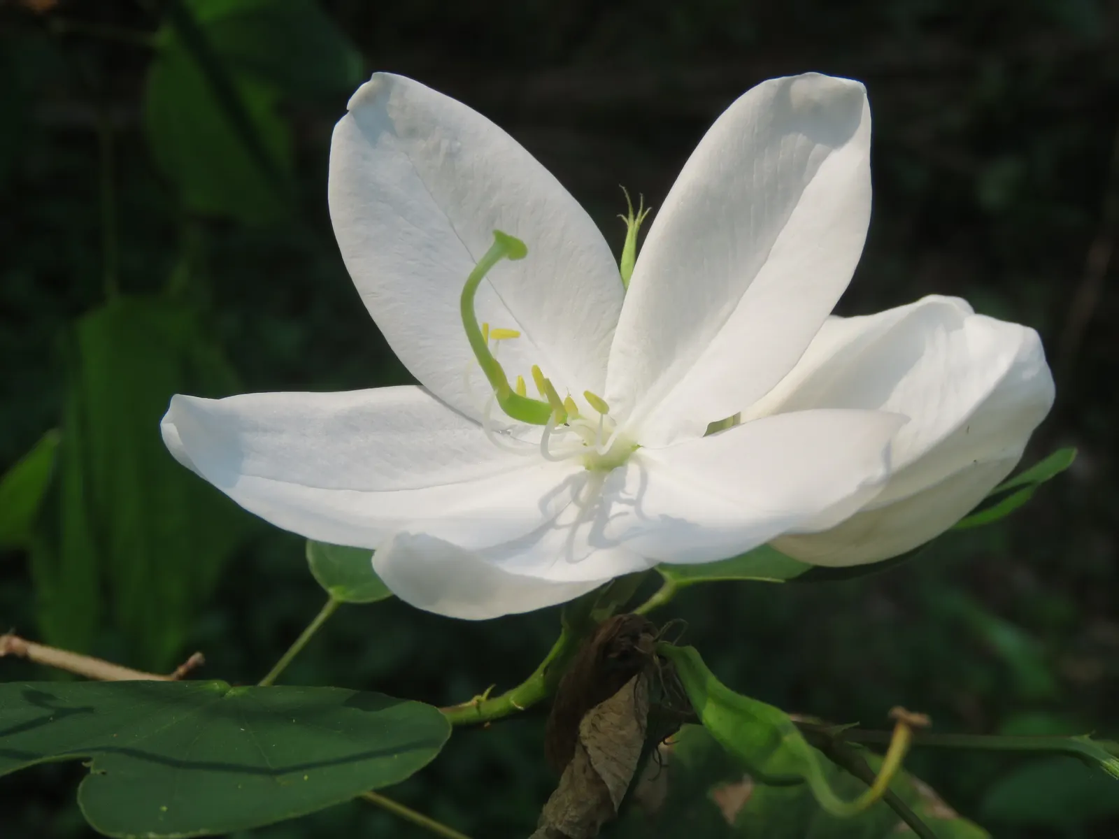 White Orchid Tree (Bauhinia Variegata 'Candida') — This deciduous tree typically reaches a mature height of 20 to 30 feet with an equal spread; providing a