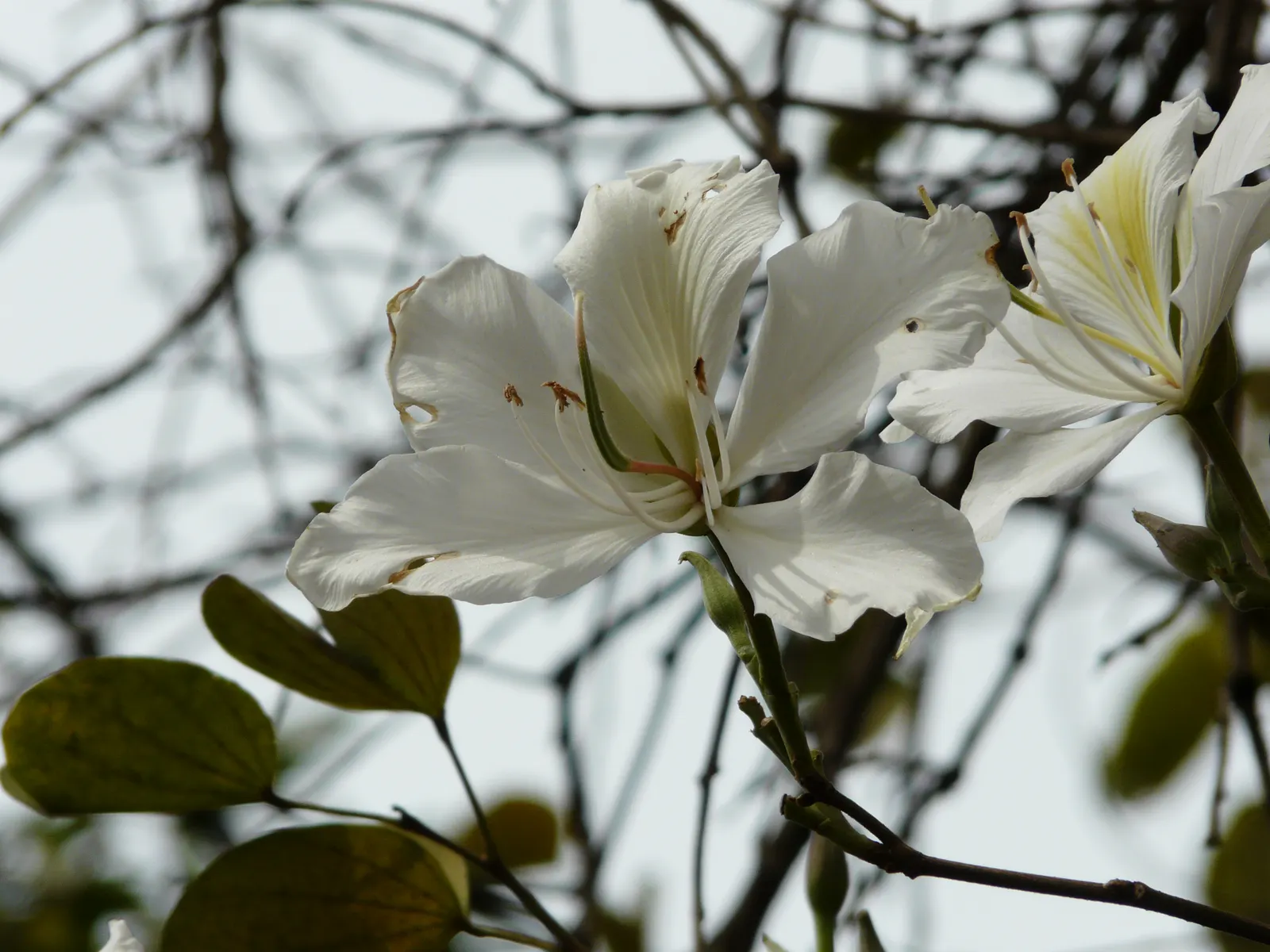 White Orchid Tree (Bauhinia Variegata 'Candida') — This floral show can last for several weeks; orchid-like white flowers, image 90