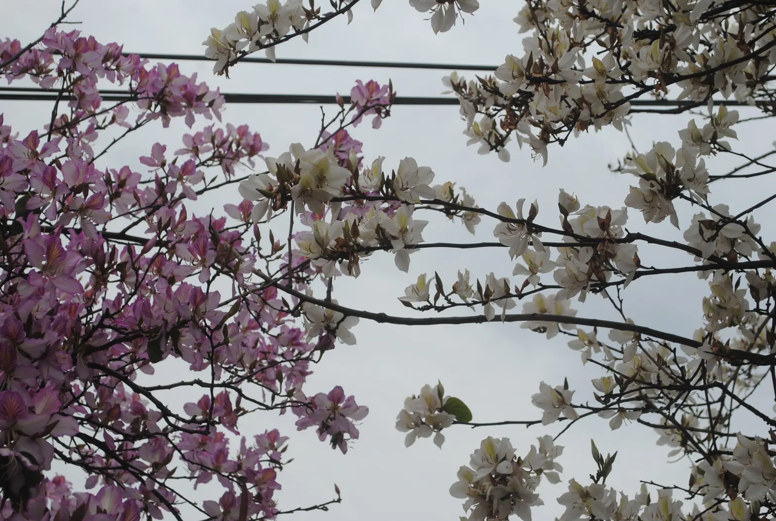 White Orchid Tree (Bauhinia Variegata 'Candida') — ranging between 4 to 6 inches in diameter