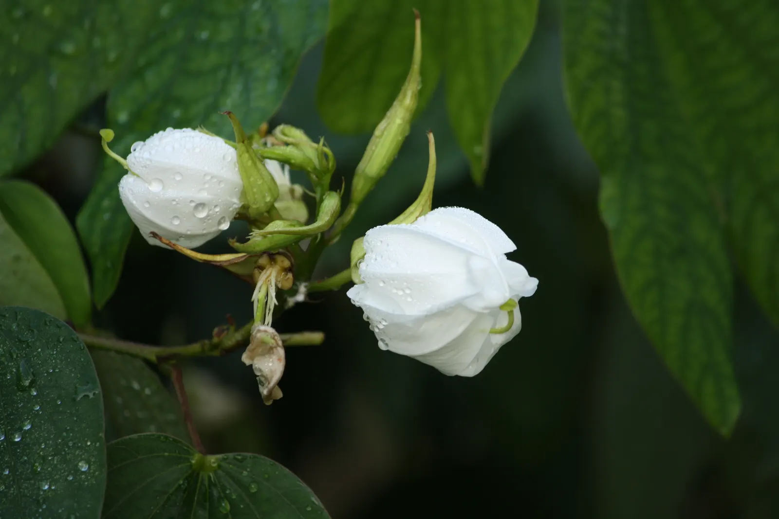 White Orchid Tree (Bauhinia Variegata 'Candida') — providing a well-proportioned canopy of distinctive; exhibits drought tolerance