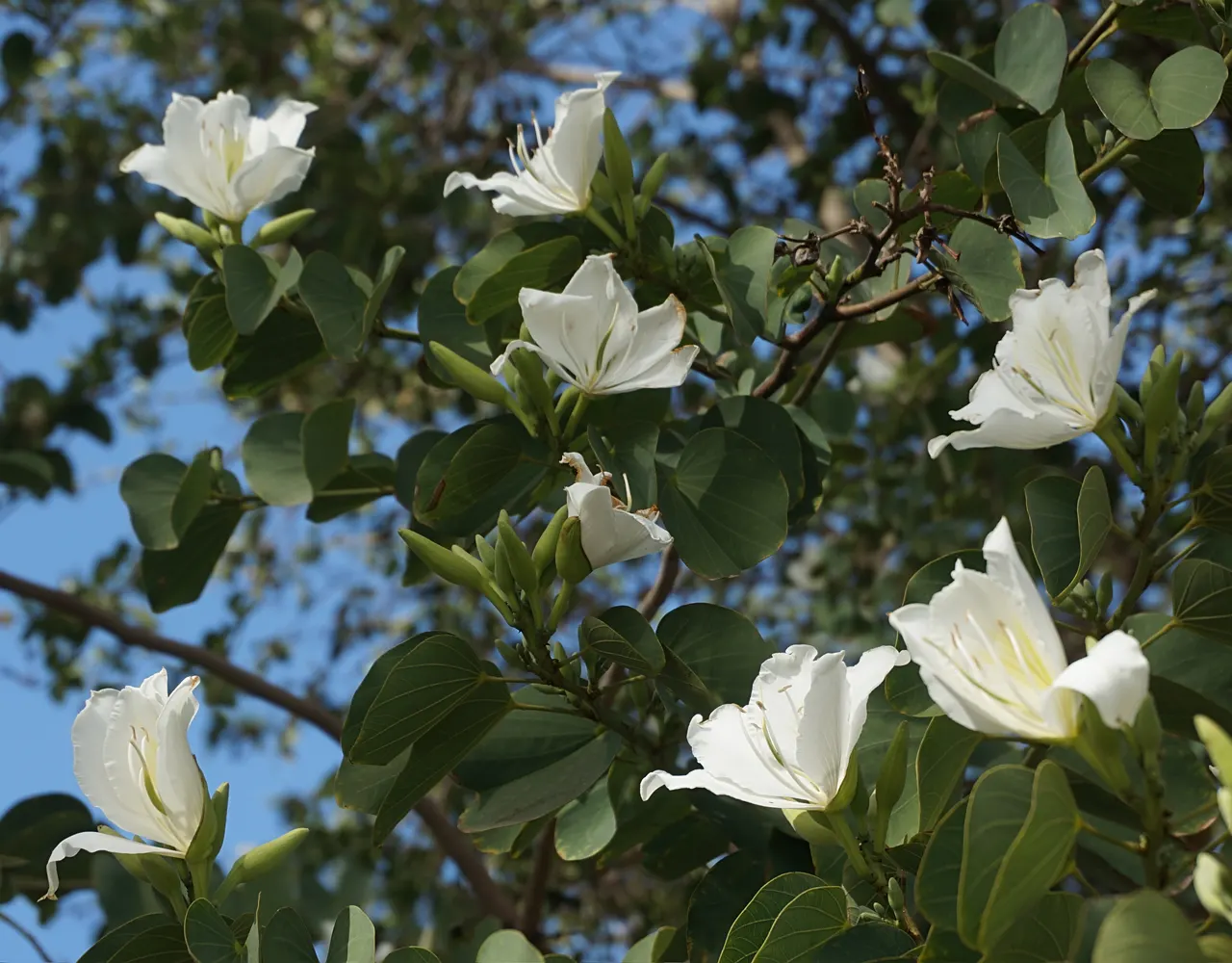 White Orchid Tree (Bauhinia Variegata 'Candida') — When presenting this tree to the client; this low-maintenance beauty adds an elegant, image 94