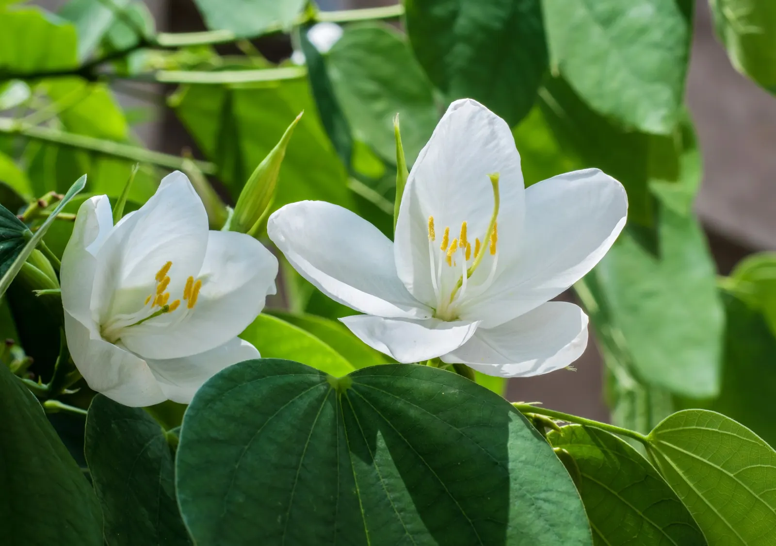 White Orchid Tree (Bauhinia Variegata 'Candida') — are composed of five delicate petals and boast a pleasant fragrance; it is important to remind, image 64