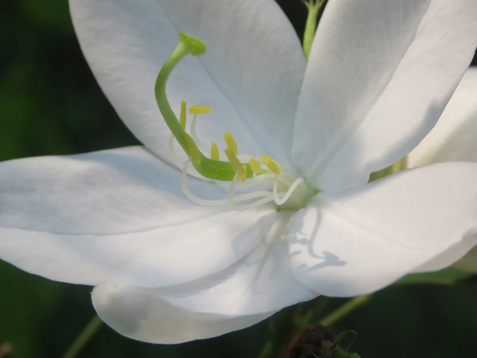 White Orchid Tree (Bauhinia Variegata 'Candida') — are composed of five delicate petals and boast a pleasant fragrance; it is important to remind them of its