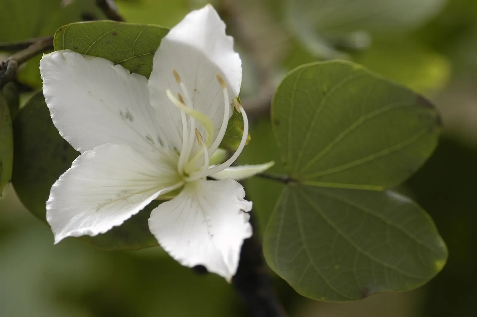 White Orchid Tree (Bauhinia Variegata 'Candida') — are composed of five delicate petals and boast a pleasant fragrance