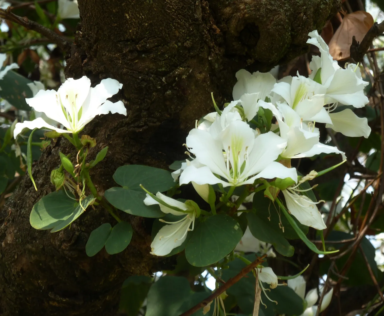White Orchid Tree (Bauhinia Variegata 'Candida') — orchid-like white flowers; ranging between 4 to 6 inches in diameter, image 102
