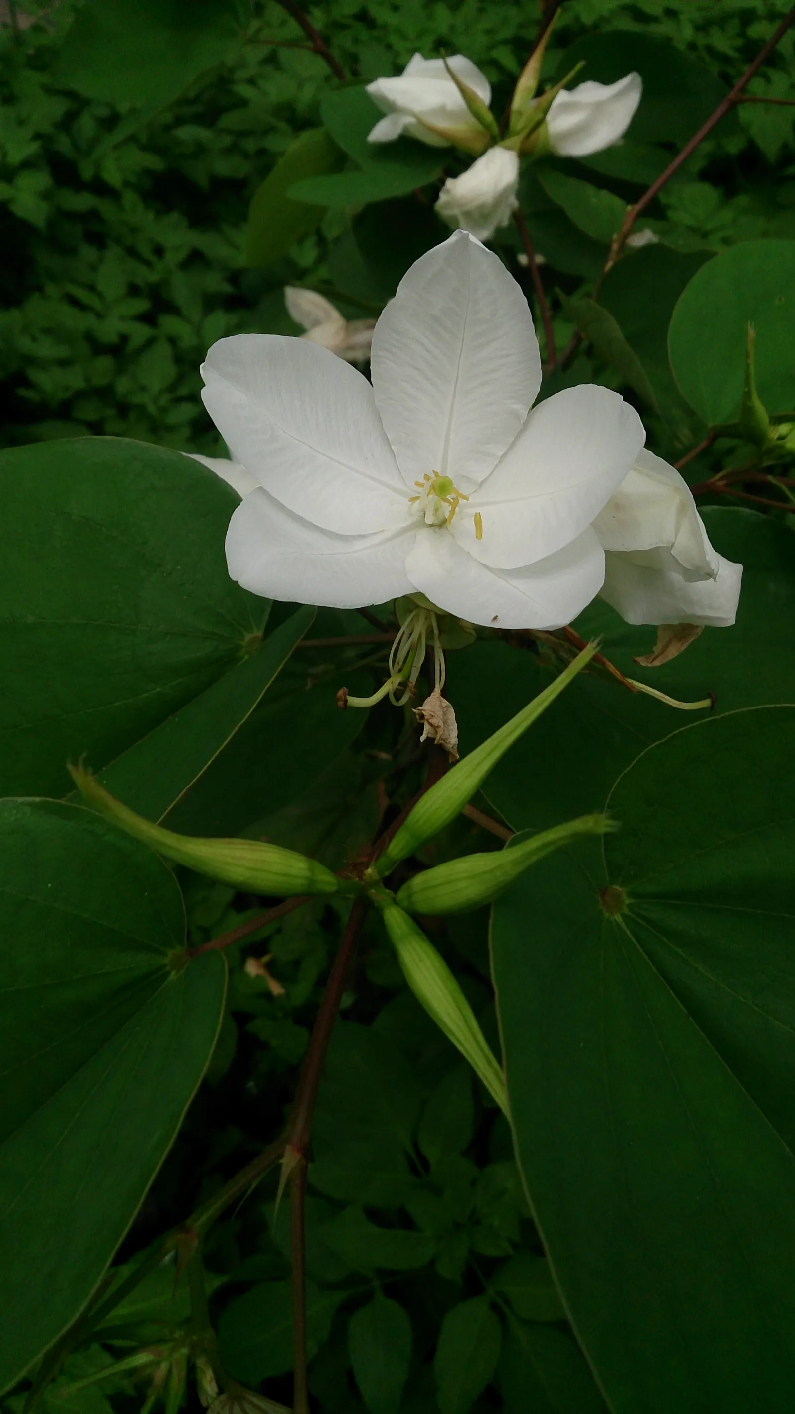 White Orchid Tree (Bauhinia Variegata 'Candida') — it is important to remind them of its potential to drop petals and seed pods; bauhinia variegata 'Candida'