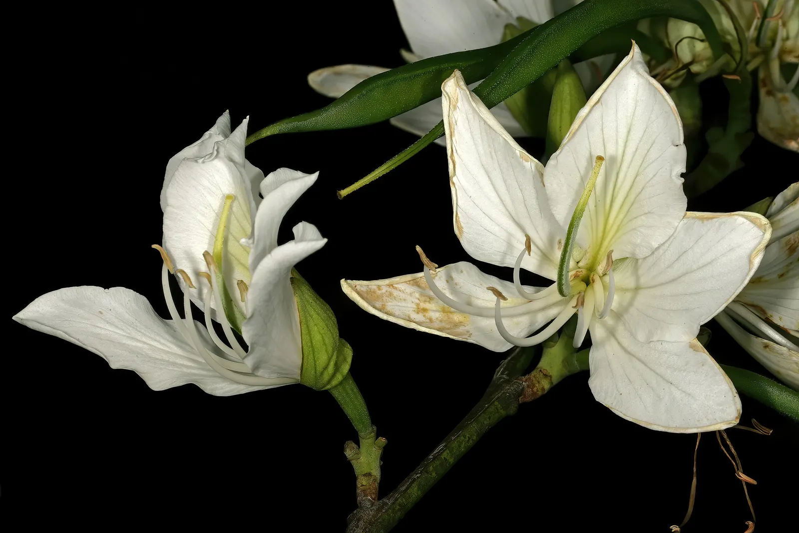 White Orchid Tree (Bauhinia Variegata 'Candida') — scientifically known as Bauhinia variegata 'Candida'