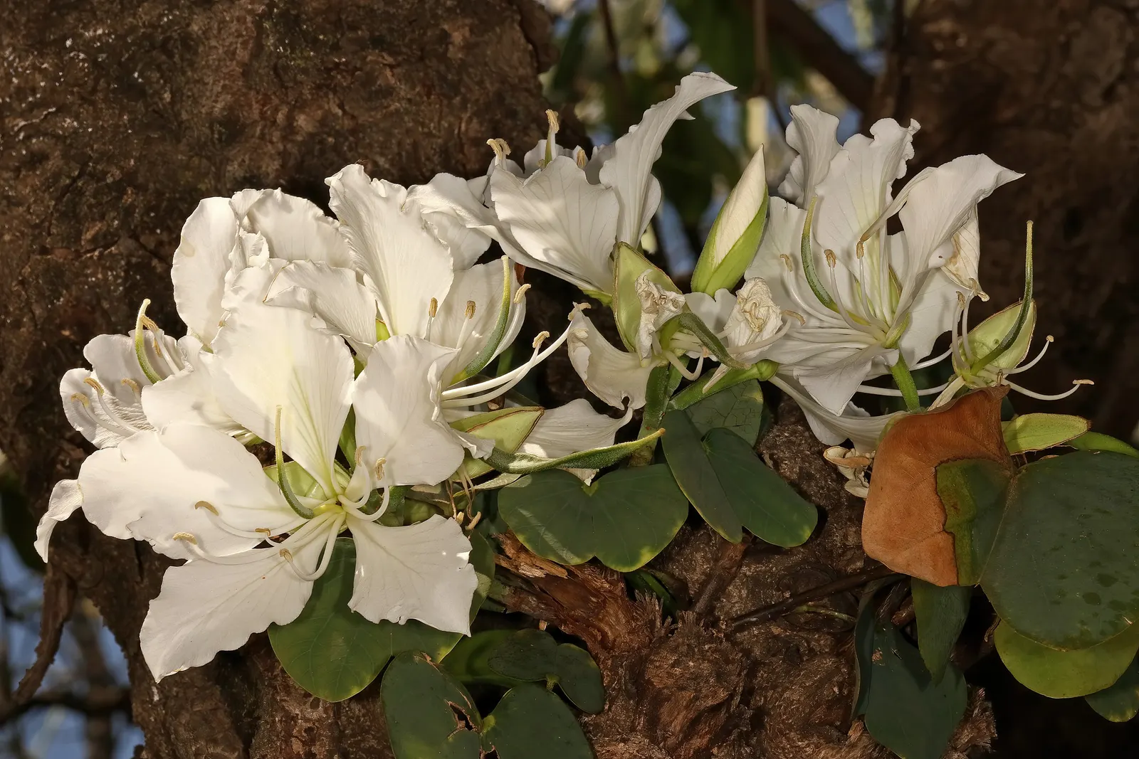White Orchid Tree (Bauhinia Variegata 'Candida') — It reaches up to 20-40 feet tall and spreads 10-20 feet, thriving in full sun to partial shade