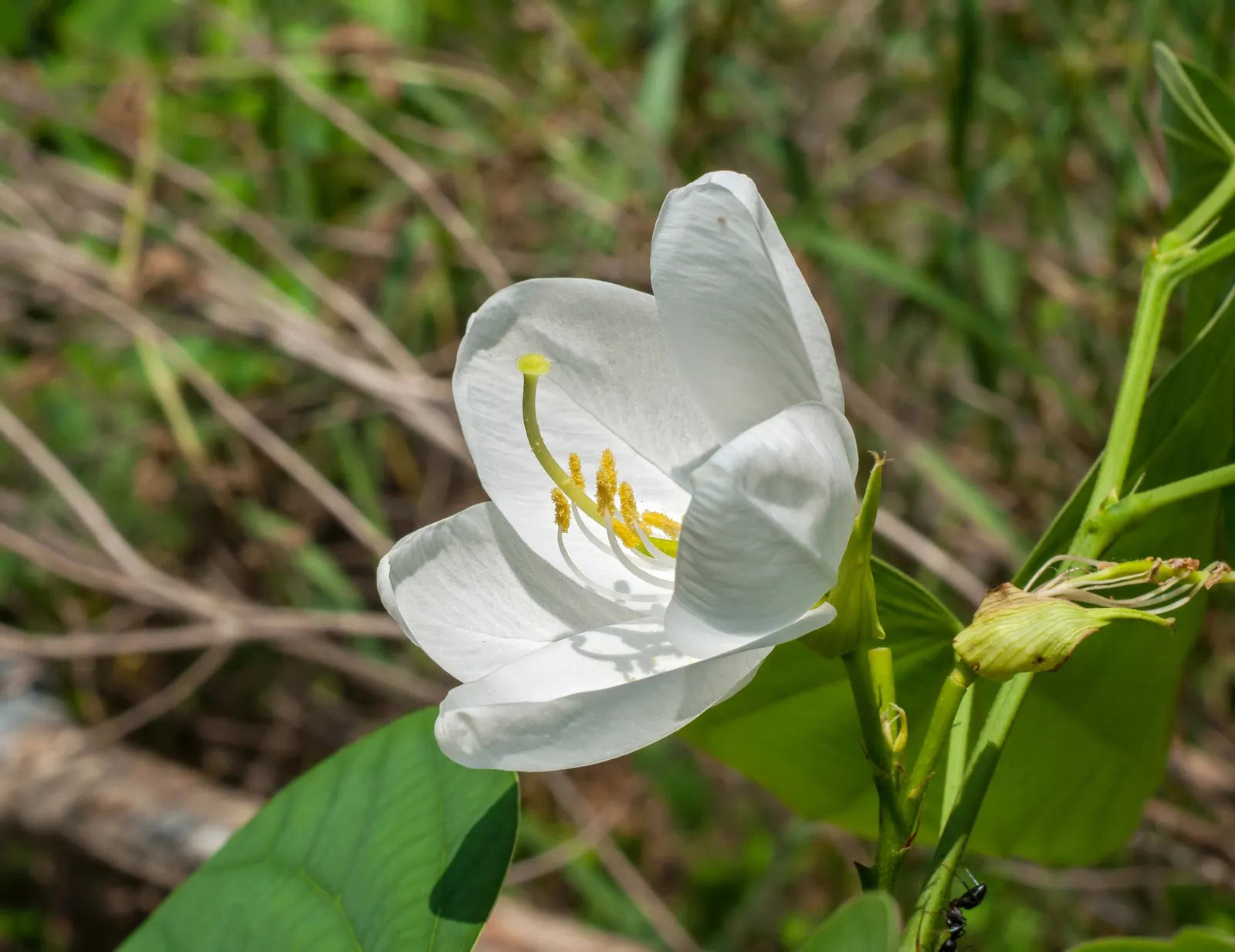 White Orchid Tree (Bauhinia Variegata 'Candida') — tropical flair to landscapes with its heart-shaped leaves and prolific spring bloom; are, image 56