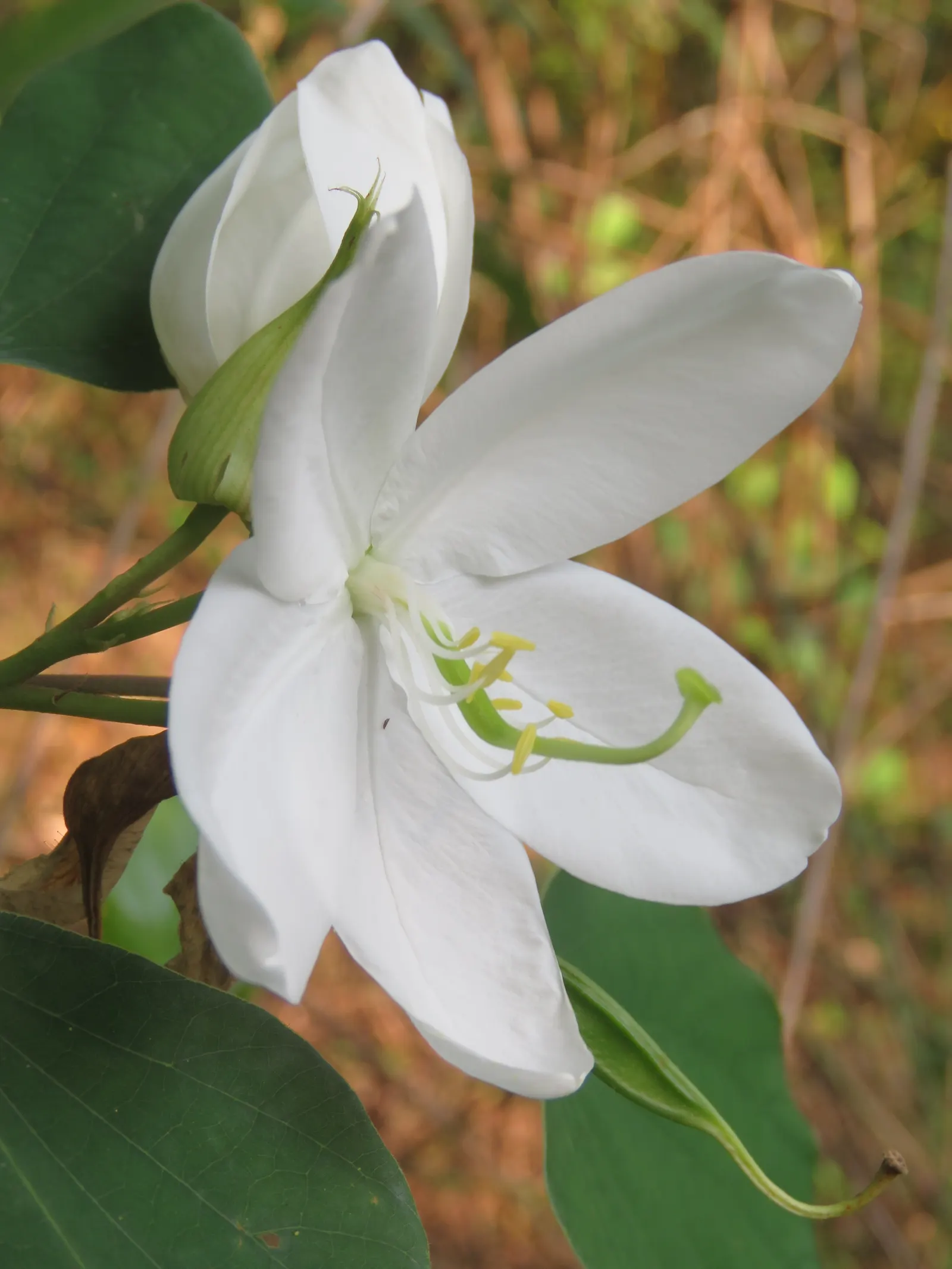 White Orchid Tree (Bauhinia Variegata 'Candida') — scientifically known as Bauhinia variegata 'Candida'; which may require some seasonal cleanup