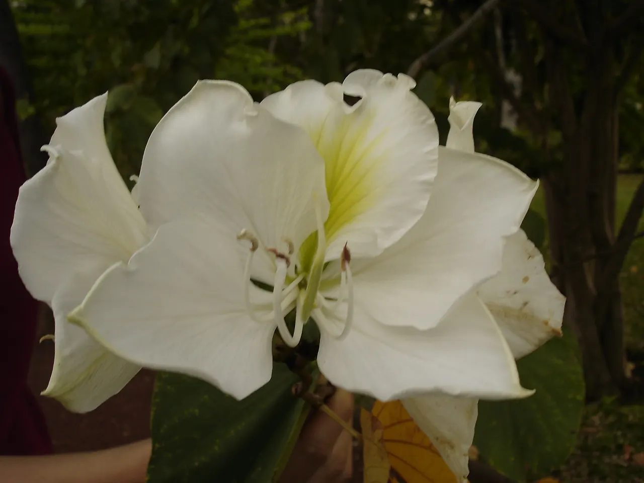 White Orchid Tree (Bauhinia Variegata 'Candida') — Bauhinia variegata 'Candida' becomes a focal point with its prolific display of pure white