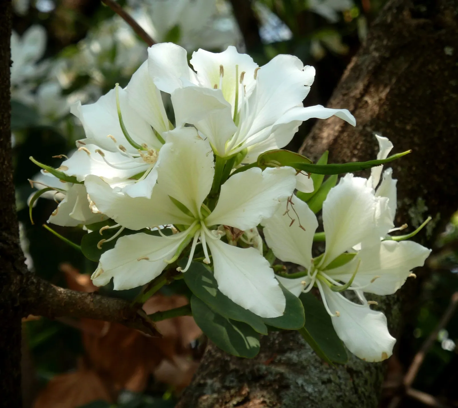 White Orchid Tree (Bauhinia Variegata 'Candida') — It reaches up to 20-40 feet tall and spreads 10-20 feet, thriving in full sun to partial shade, image 103
