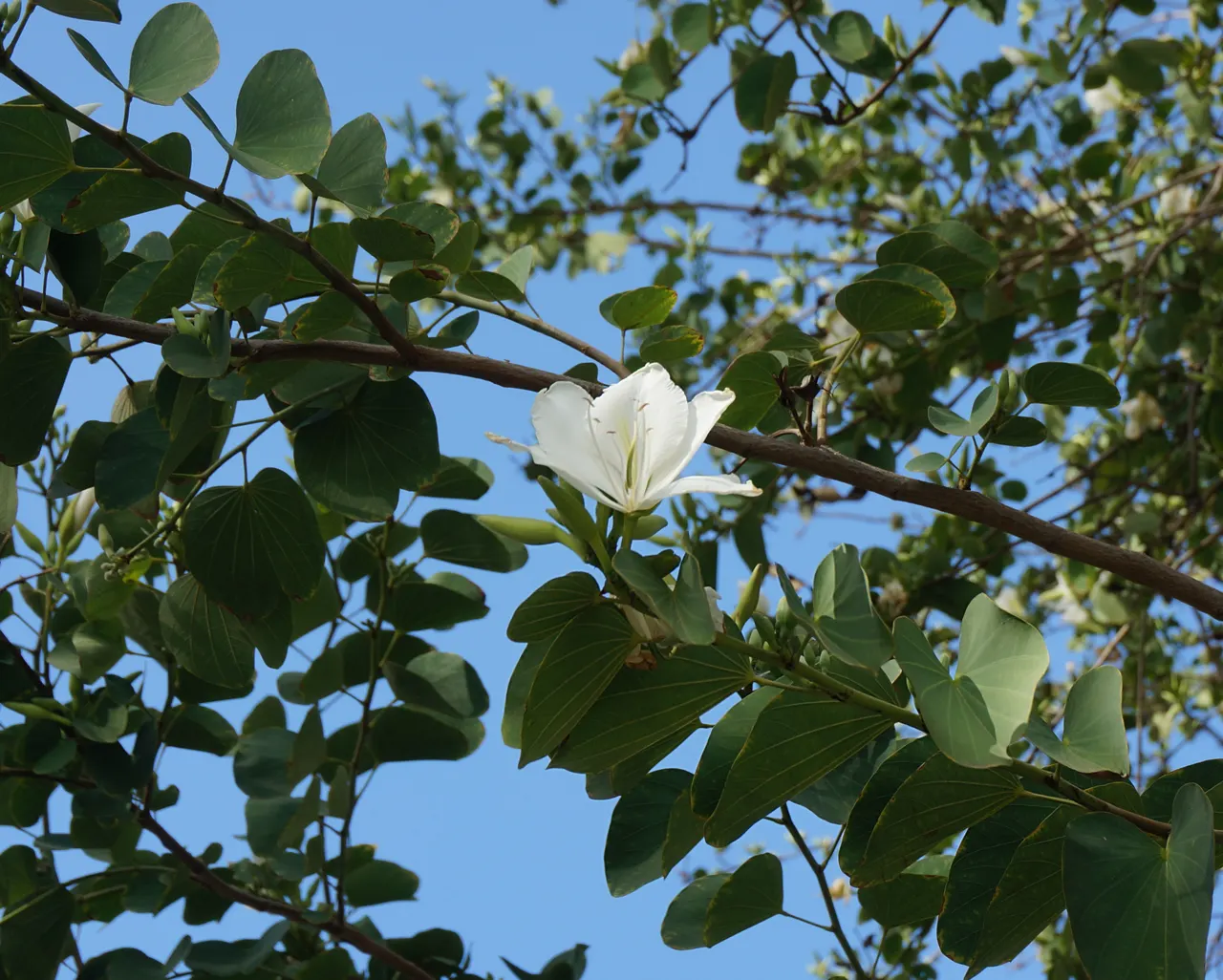 White Orchid Tree (Bauhinia Variegata 'Candida') — This deciduous tree typically reaches a mature height of 20 to 30 feet with an equal spread