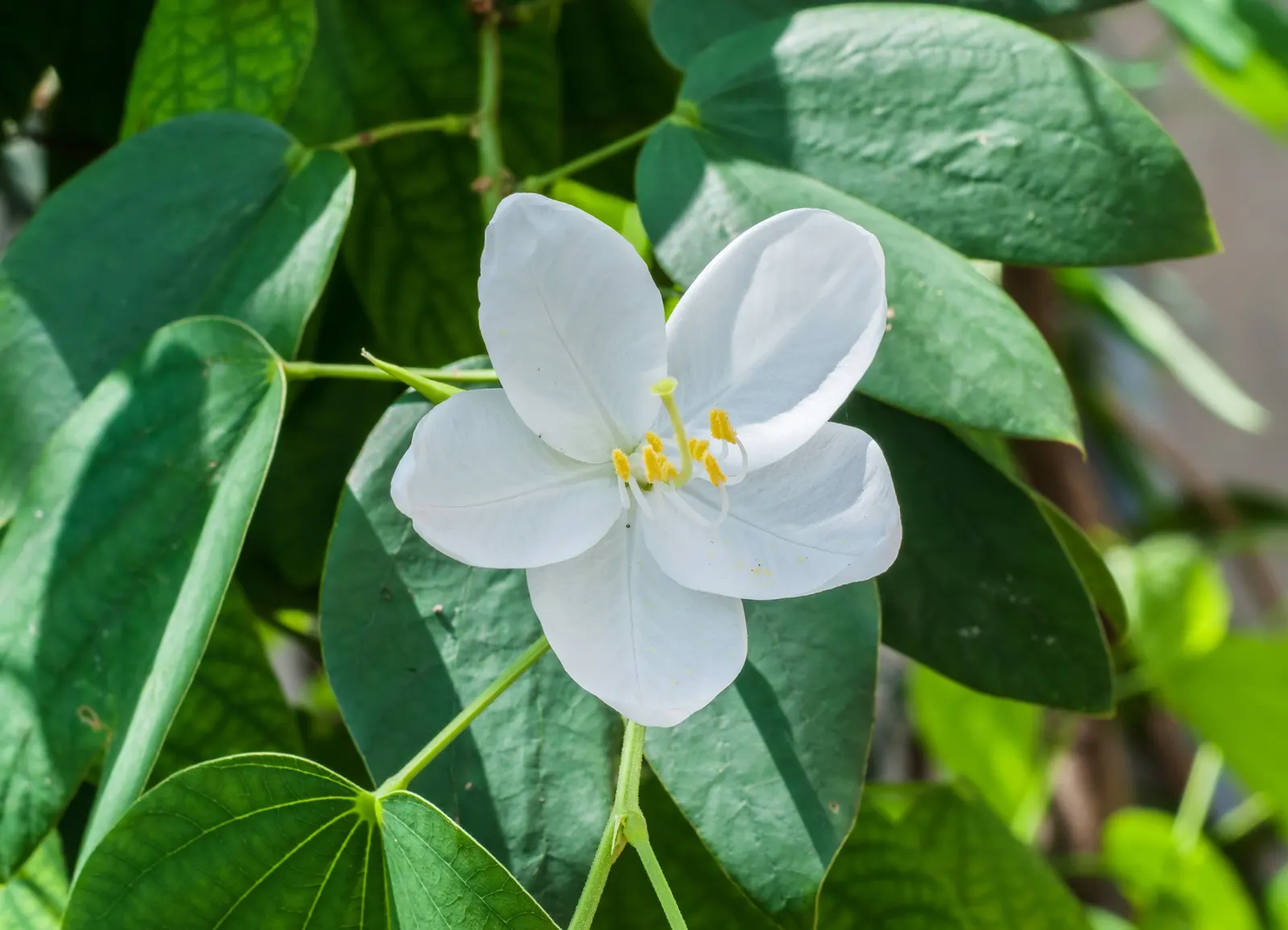 White Orchid Tree (Bauhinia Variegata 'Candida') — orchid-like white flowers; ranging between 4 to 6 inches in diameter, image 52
