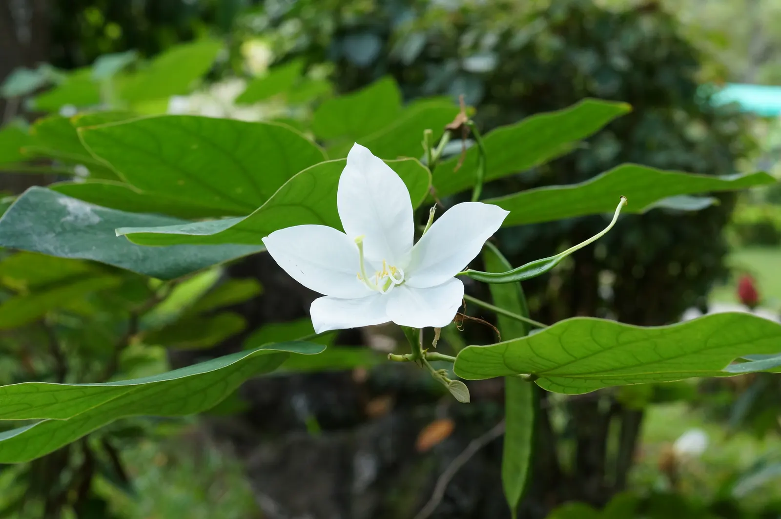 White Orchid Tree (Bauhinia Variegata 'Candida') — This deciduous tree typically reaches a mature height of 20 to 30 feet with an equal spread, image 59