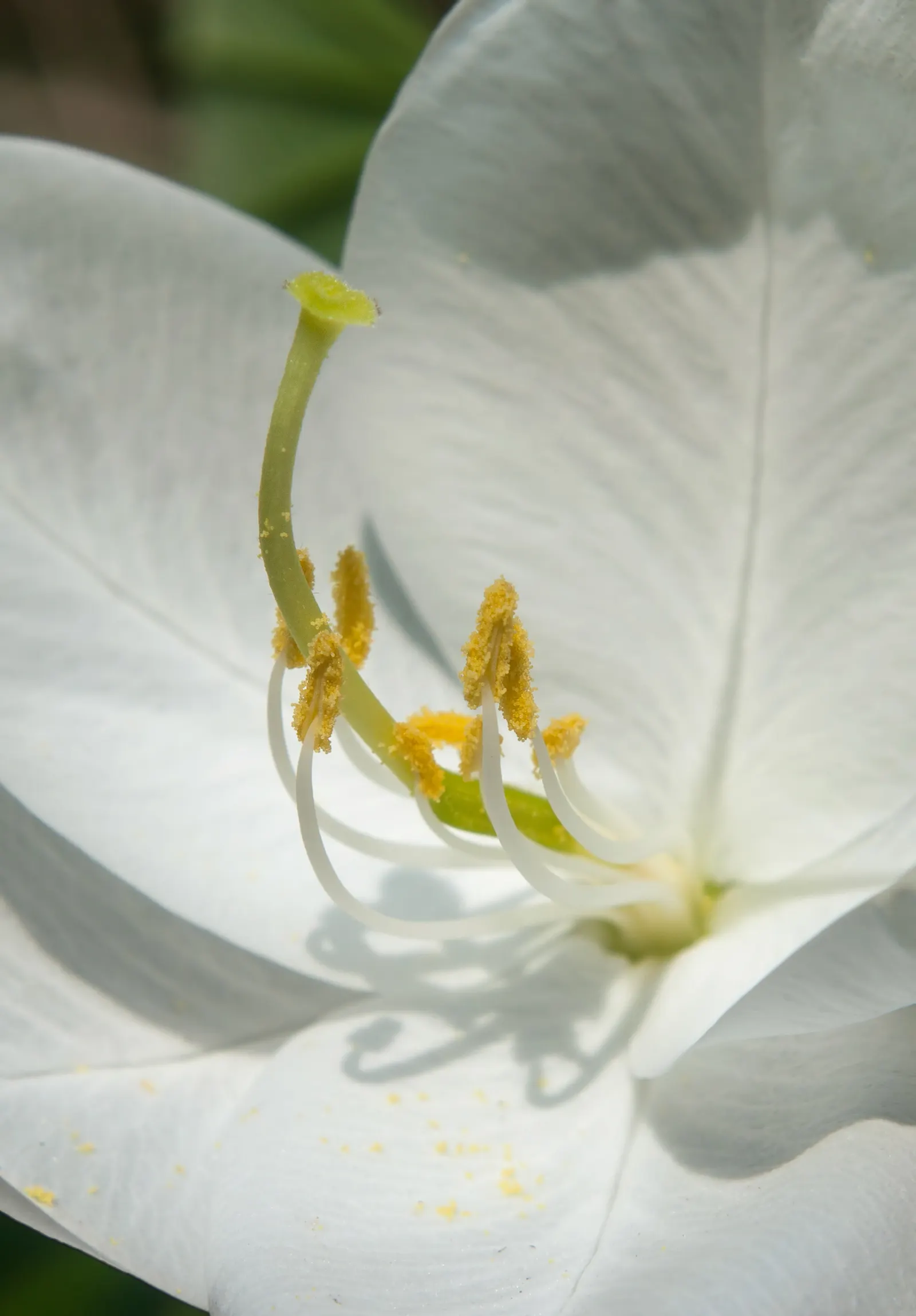 White Orchid Tree (Bauhinia Variegata 'Candida') — Hardy in USDA zones 9 to 11, it prefers well-drained soils; tree for full or half, image 54