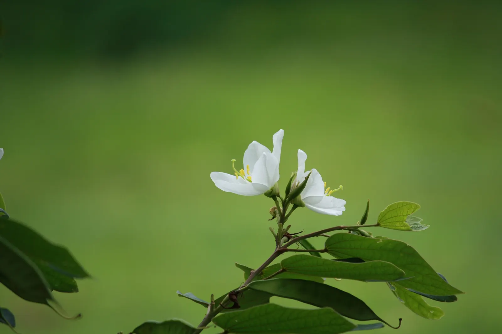 White Orchid Tree (Bauhinia Variegata 'Candida') — consider the White Orchid Tree's moderate growth rate and its preference for full sun to partial shade; this