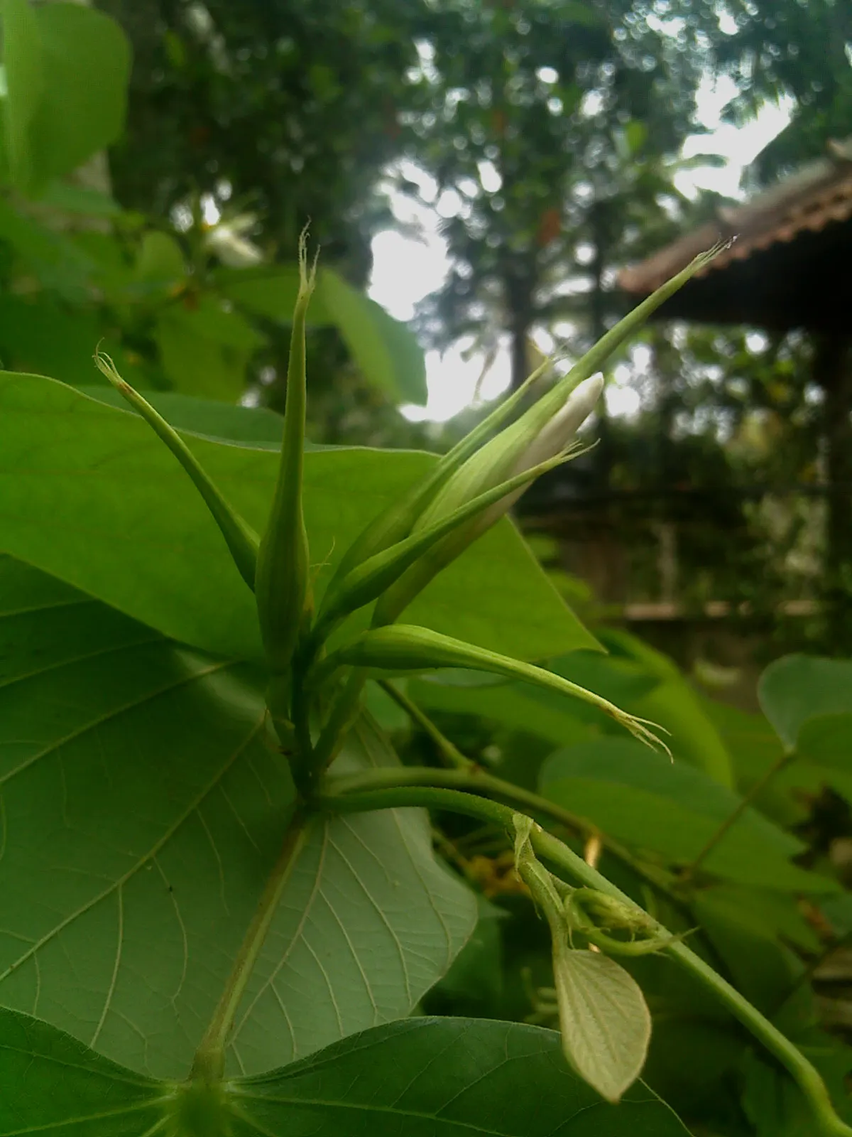 White Orchid Tree (Bauhinia Variegata 'Candida') — orchid-like white flowers; ranging between 4 to 6 inches in diameter
