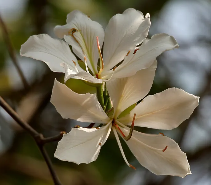 White Orchid Tree (Bauhinia Variegata 'Candida') — is a captivating deciduous tree; hardy in USDA zones 9 to 11, it prefers well-drained soils, image 101