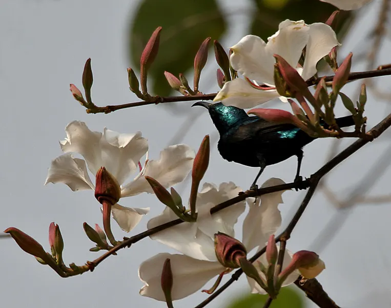 White Orchid Tree (Bauhinia Variegata 'Candida') — exhibits drought tolerance; consider the White Orchid Tree's moderate growth rate and its, image 92