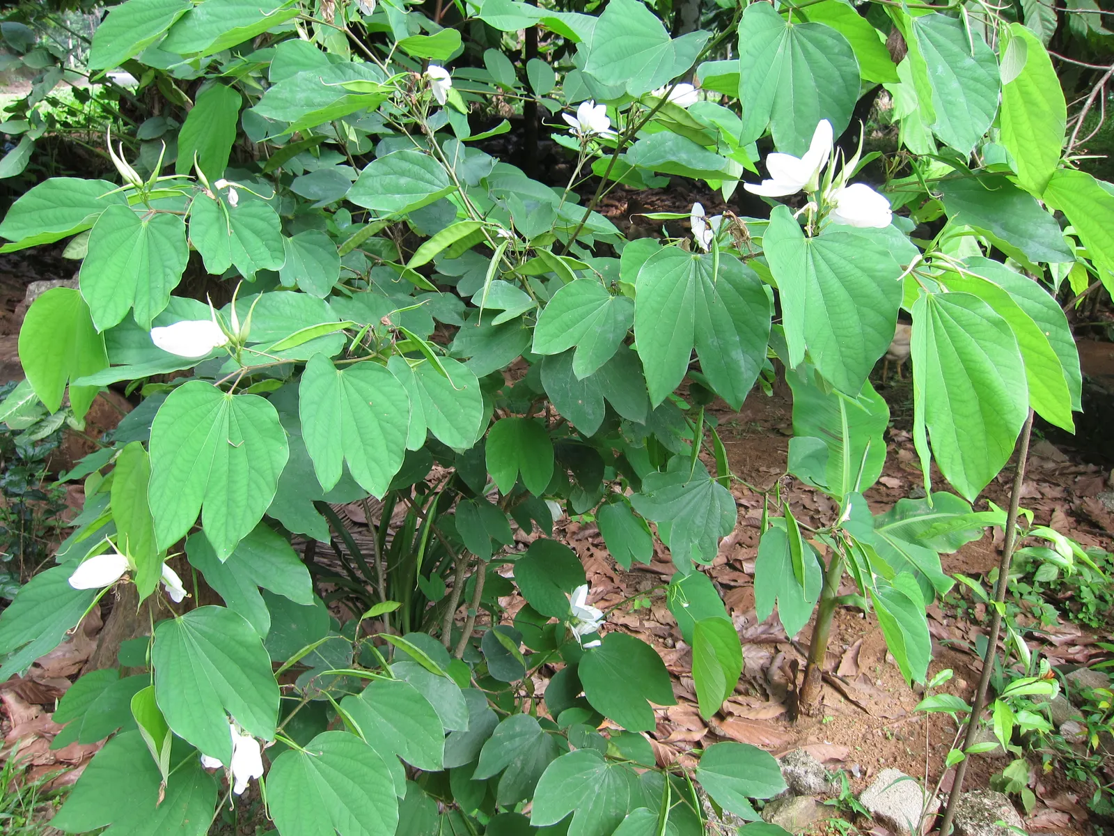 White Orchid Tree (Bauhinia Variegata 'Candida') — ranging between 4 to 6 inches in diameter; tree with white blooms