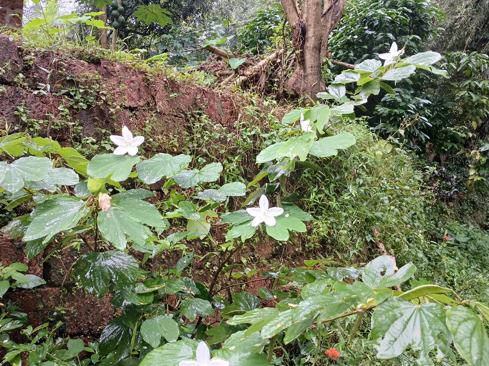 White Orchid Tree (Bauhinia Variegata 'Candida') — white flowers in the garden
