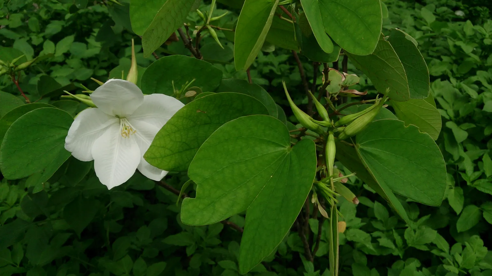 White Orchid Tree (Bauhinia Variegata 'Candida') — 'Candida' can tolerate occasional cold snaps down to about 25&deg;F (~ -4&deg;C); white flowers in the garden