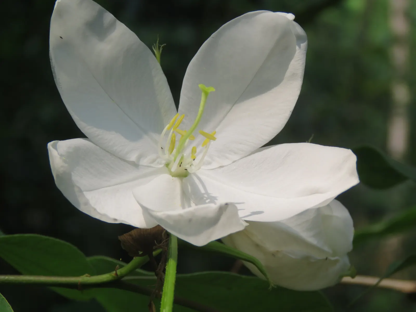 White Orchid Tree (Bauhinia Variegata 'Candida') — it is important to remind them of its potential to drop petals and seed pods