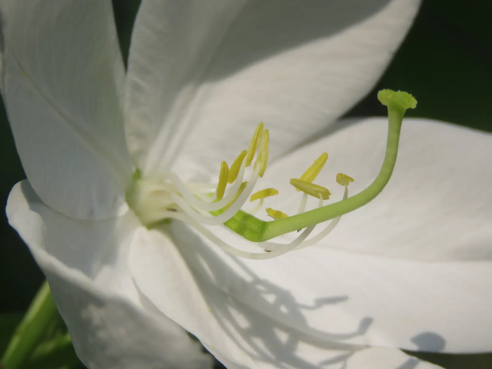 White Orchid Tree (Bauhinia Variegata 'Candida') — but its breathtaking springtime bloom more than compensates for this minor drawback