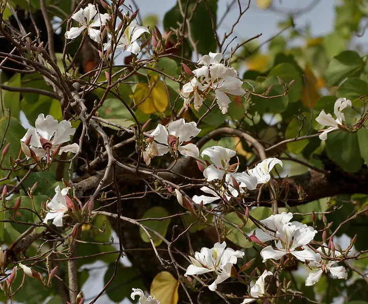 White Orchid Tree (Bauhinia Variegata 'Candida') — but its breathtaking springtime bloom more than compensates for this minor drawback; is a, image 97