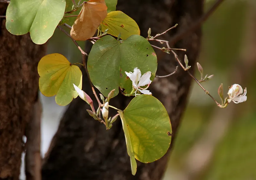 White Orchid Tree (Bauhinia Variegata 'Candida') — tree with white blooms; this floral show can last for several weeks, image 99