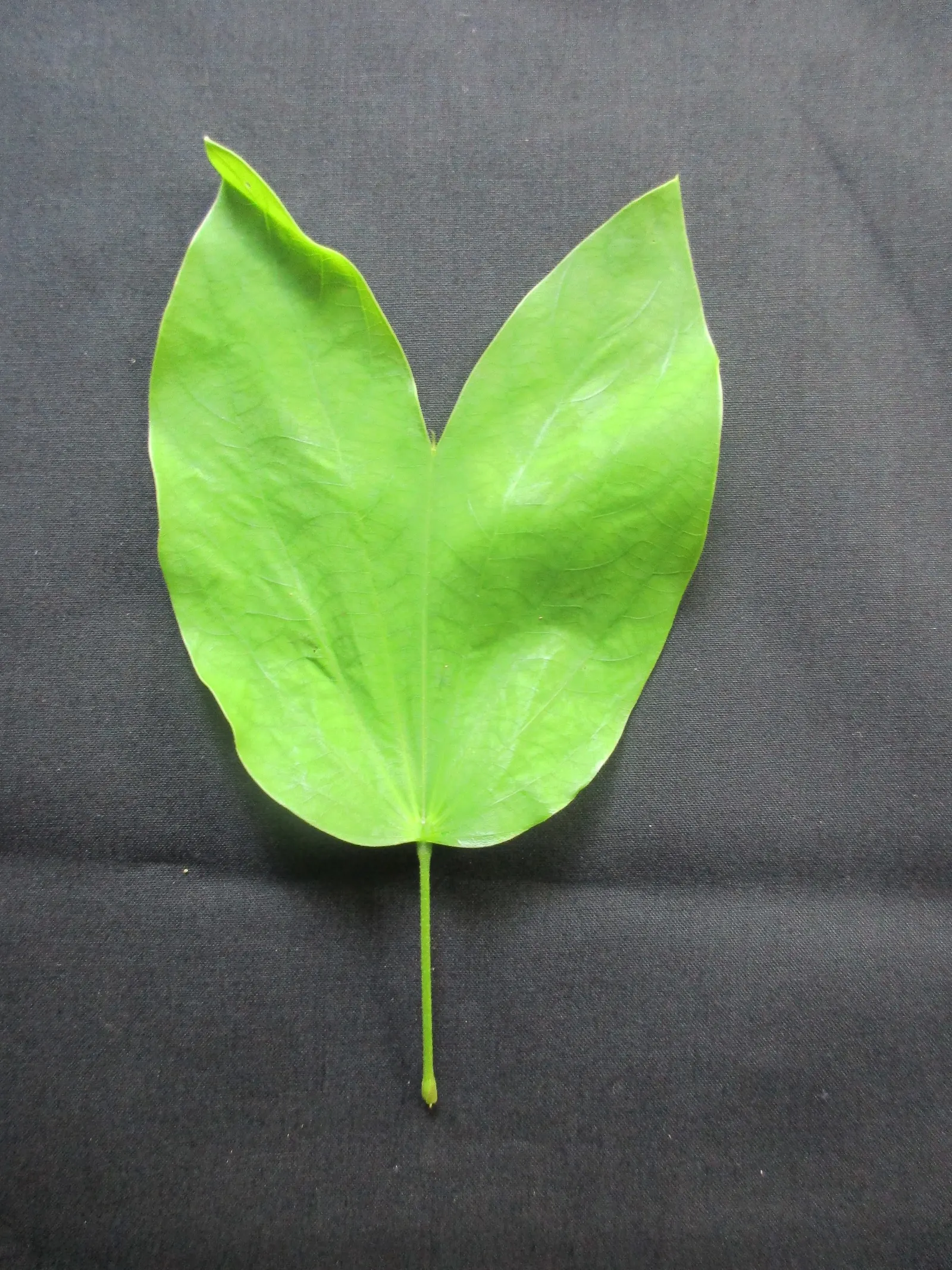 White Orchid Tree (Bauhinia Variegata 'Candida') — approximately 3 to 5 inches across, image 38
