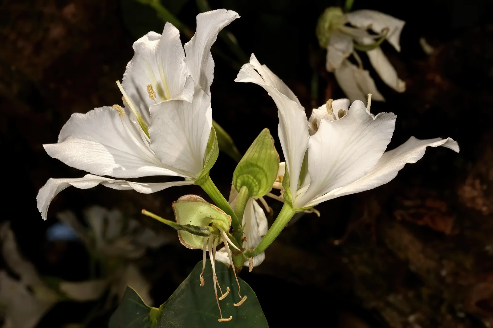 White Orchid Tree (Bauhinia Variegata 'Candida') — tropical flair to landscapes with its heart-shaped leaves and prolific spring bloom