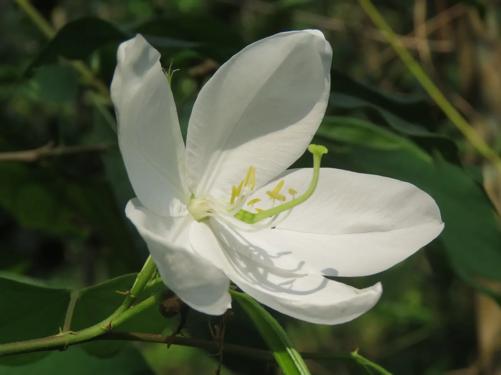 White Orchid Tree (Bauhinia Variegata 'Candida') — is a captivating deciduous tree; hardy in USDA zones 9 to 11, it prefers well-drained soils