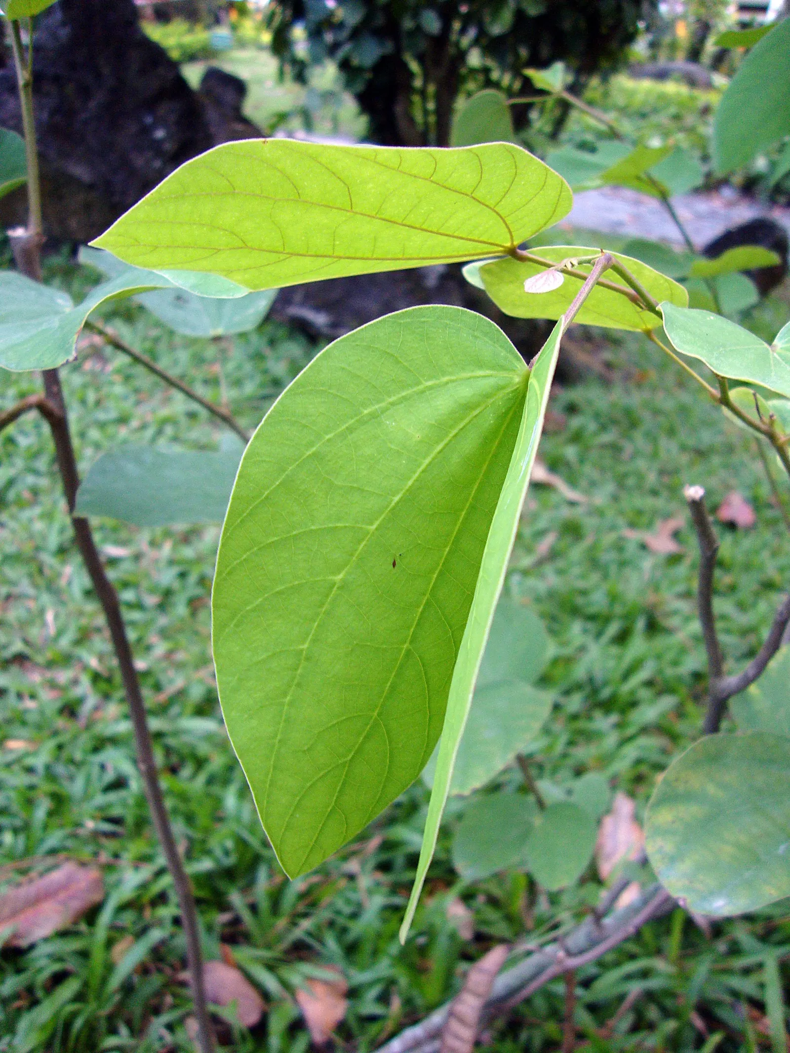 White Orchid Tree (Bauhinia Variegata 'Candida') — When presenting this tree to the client