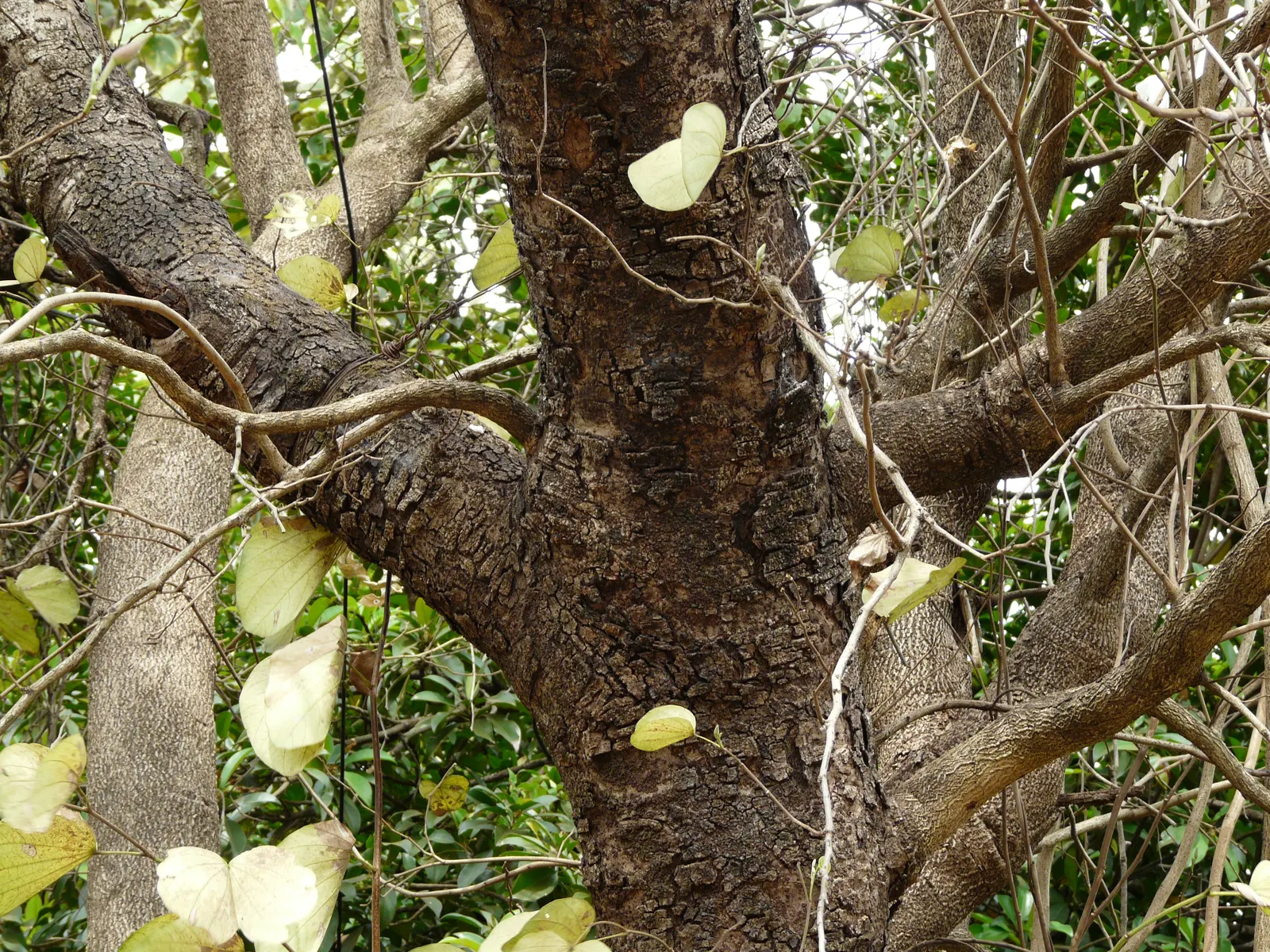 White Orchid Tree (Bauhinia Variegata 'Candida') — consider the White Orchid Tree's moderate growth rate and its preference for full sun to partial, image 91