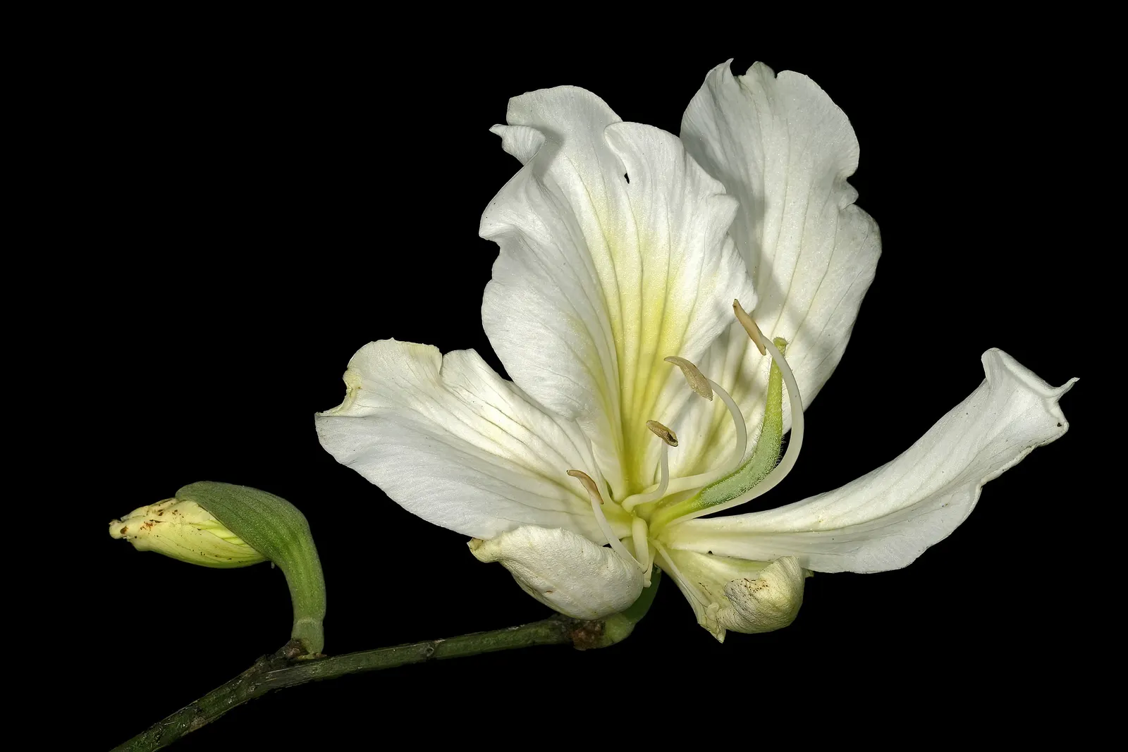 White Orchid Tree (Bauhinia Variegata 'Candida') — exhibits drought tolerance
