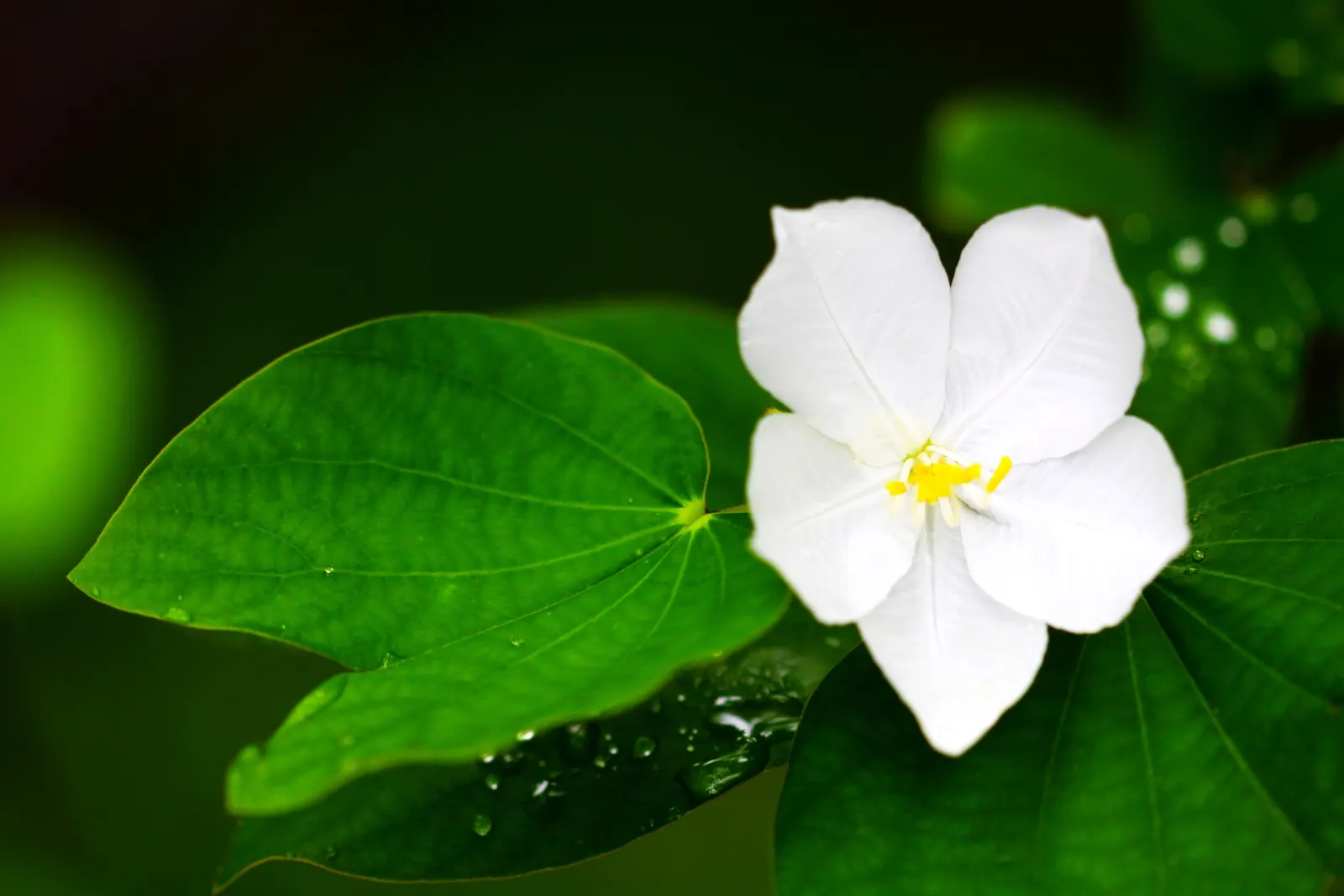 White Orchid Tree (Bauhinia Variegata 'Candida') — which may require some seasonal cleanup