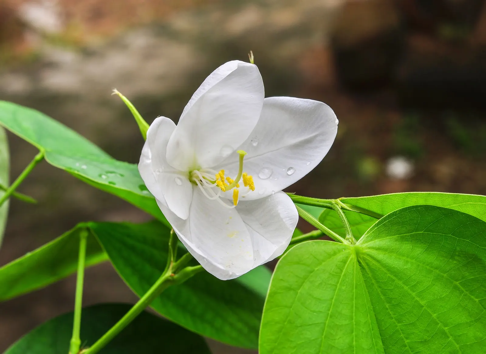White Orchid Tree (Bauhinia Variegata 'Candida') — scientifically known as Bauhinia variegata 'Candida'; which may require some seasonal cleanup, image 57
