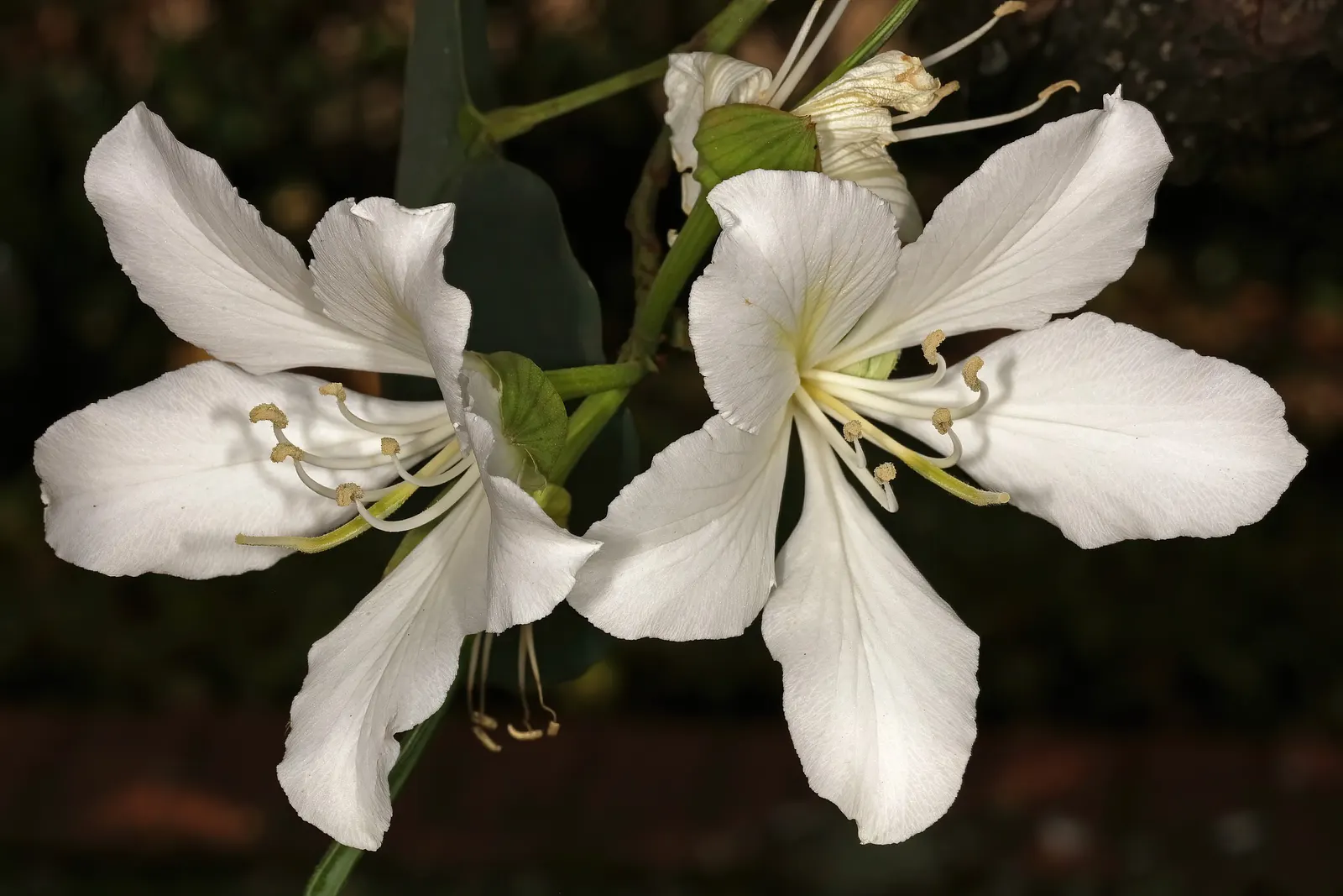 White Orchid Tree (Bauhinia Variegata 'Candida') — This low-maintenance beauty adds an elegant