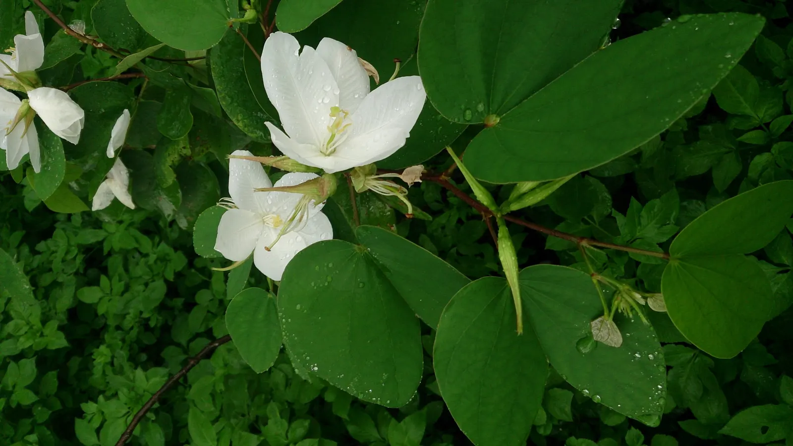 White Orchid Tree (Bauhinia Variegata 'Candida') — When presenting this tree to the client; this low-maintenance beauty adds an elegant