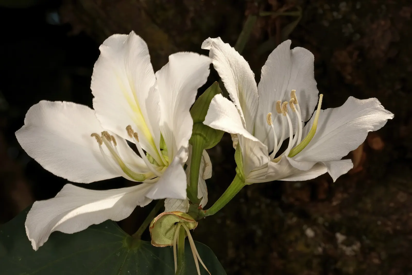 White Orchid Tree (Bauhinia Variegata 'Candida') — is a captivating deciduous tree