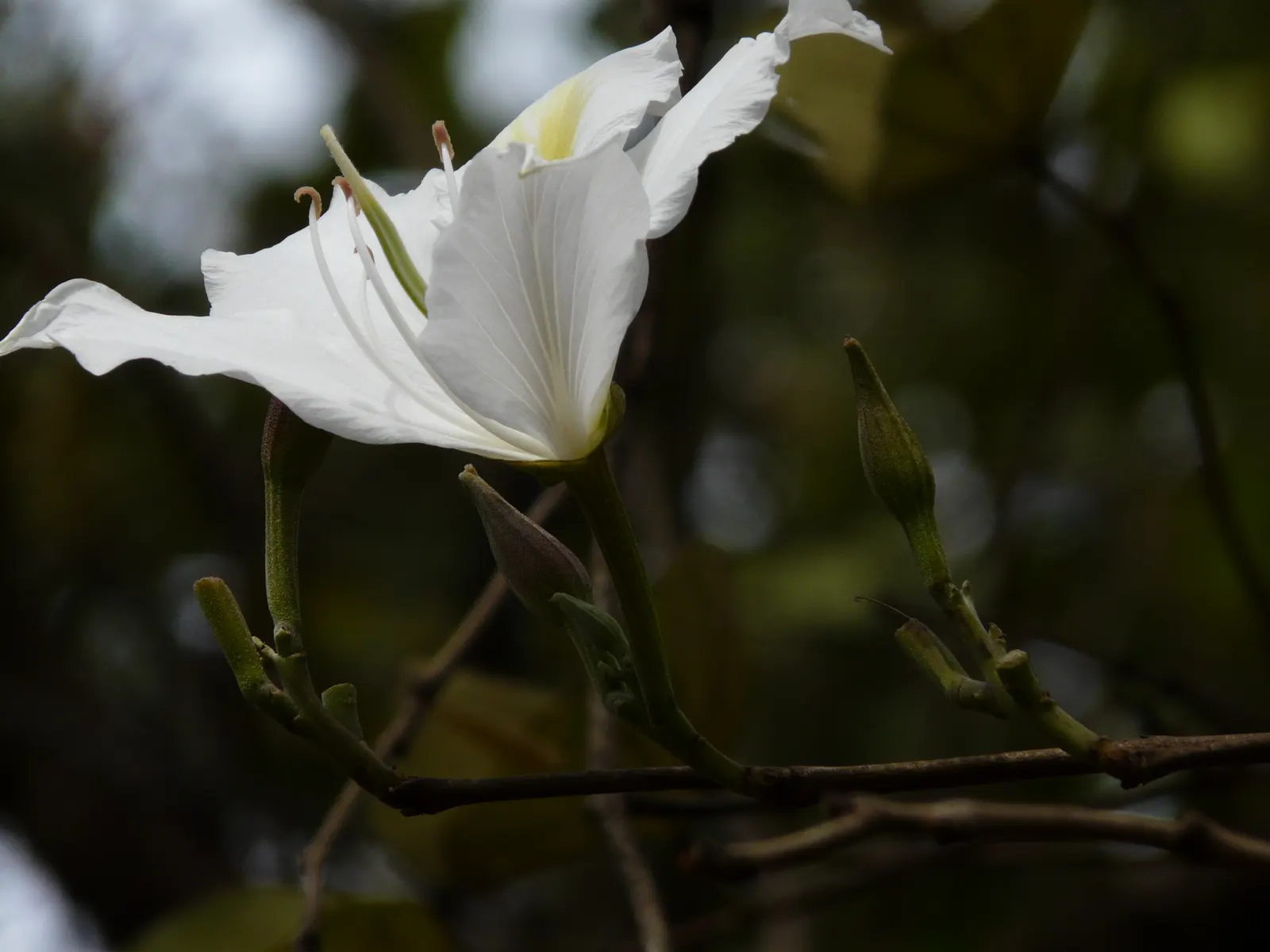 White Orchid Tree (Bauhinia Variegata 'Candida') — Bauhinia variegata 'Candida' becomes a focal point with its prolific display of pure white, image 87