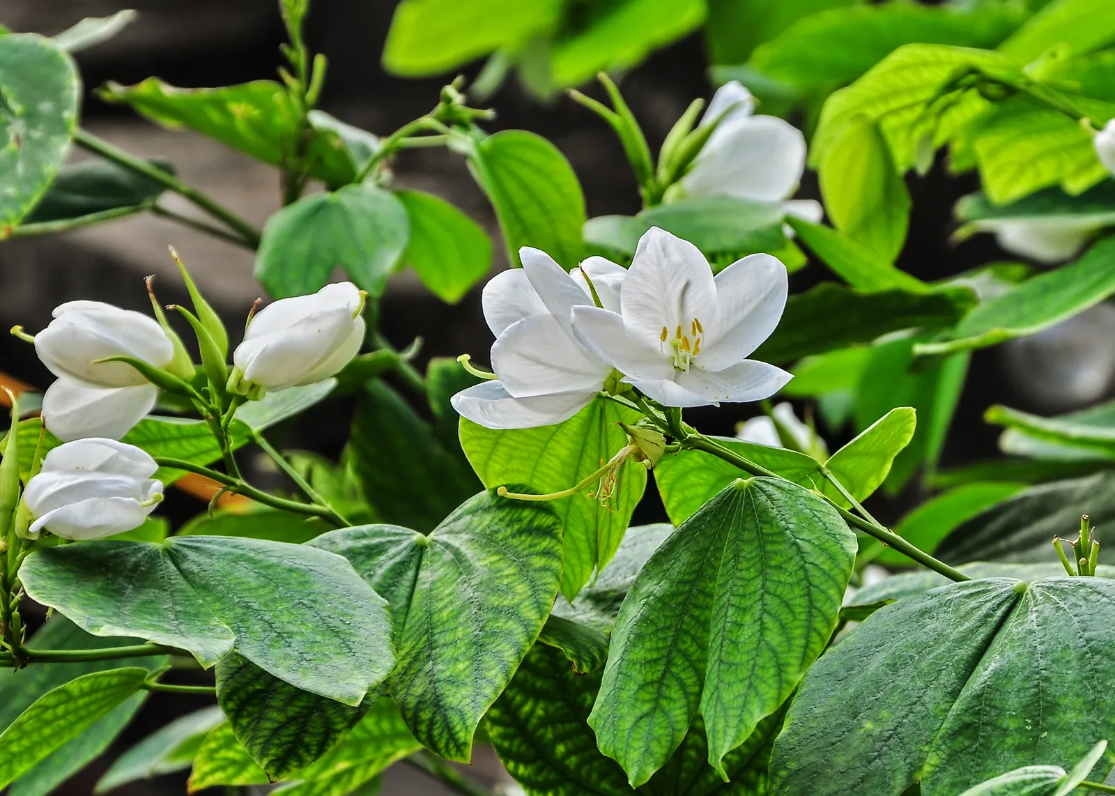 White Orchid Tree (Bauhinia Variegata 'Candida') — tree for full or half; but its breathtaking springtime bloom more than compensates for this minor drawback