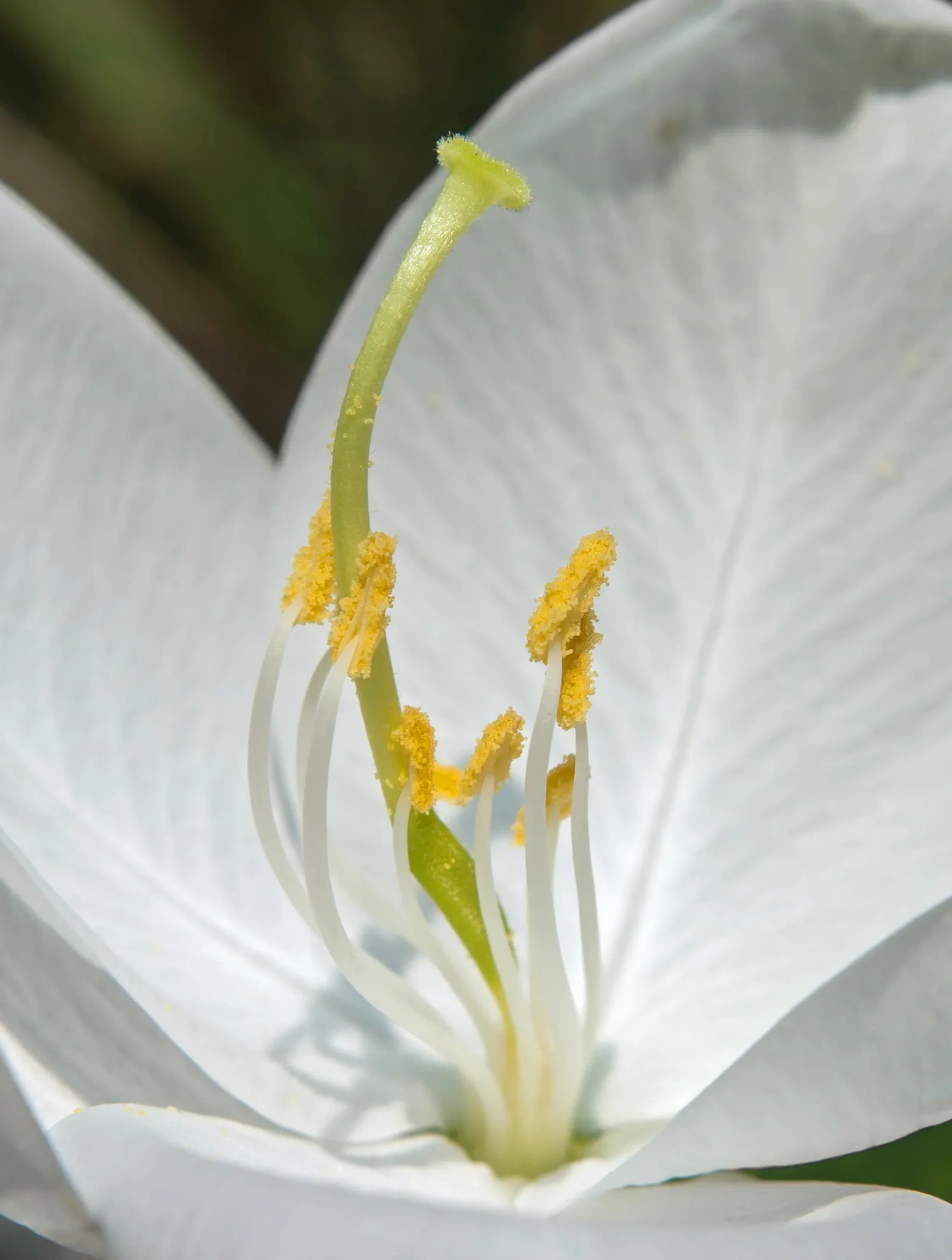 White Orchid Tree (Bauhinia Variegata 'Candida') — orchid-like white flowers