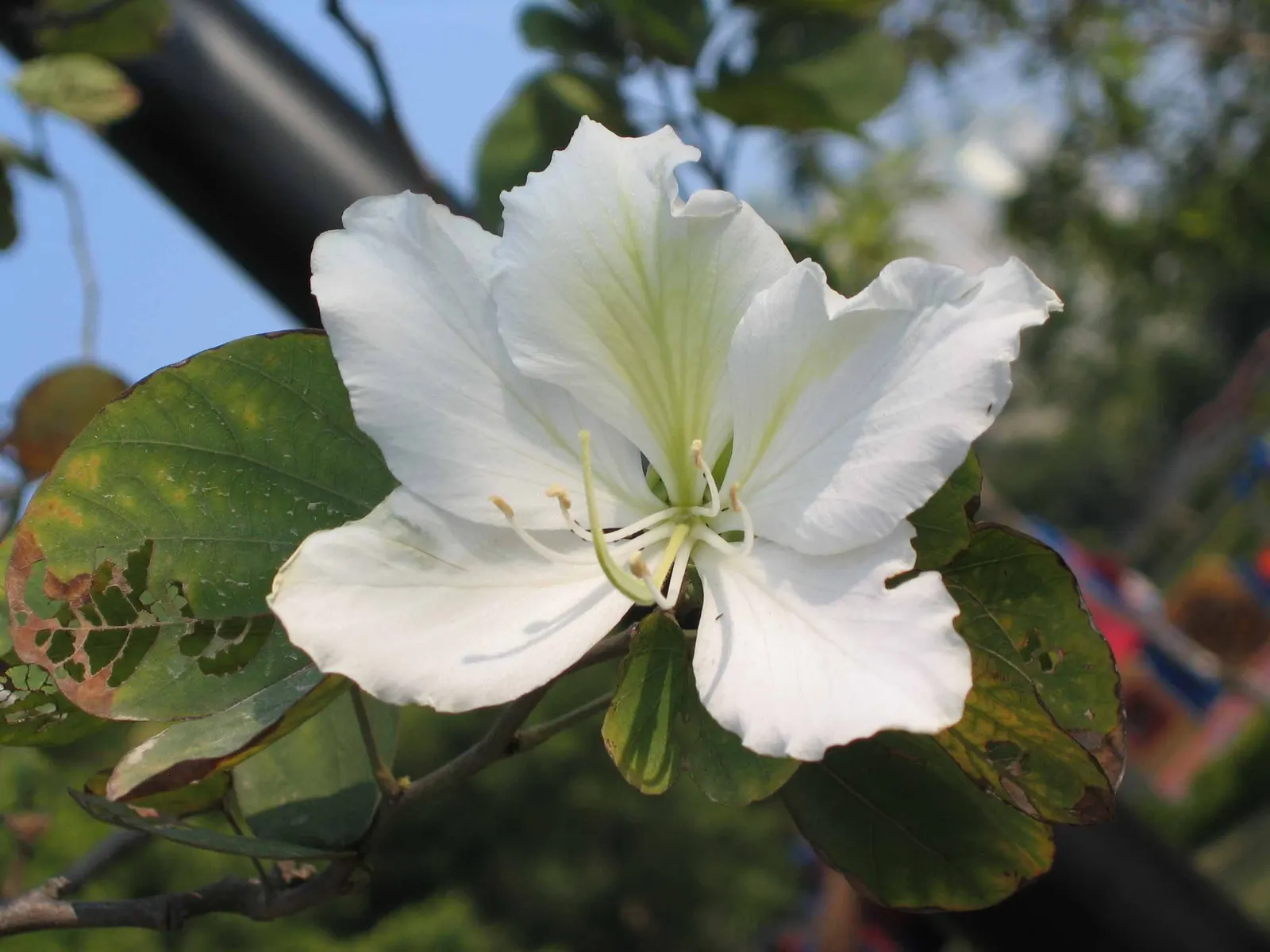 White Orchid Tree (Bauhinia Variegata 'Candida') — providing a well-proportioned canopy of distinctive
