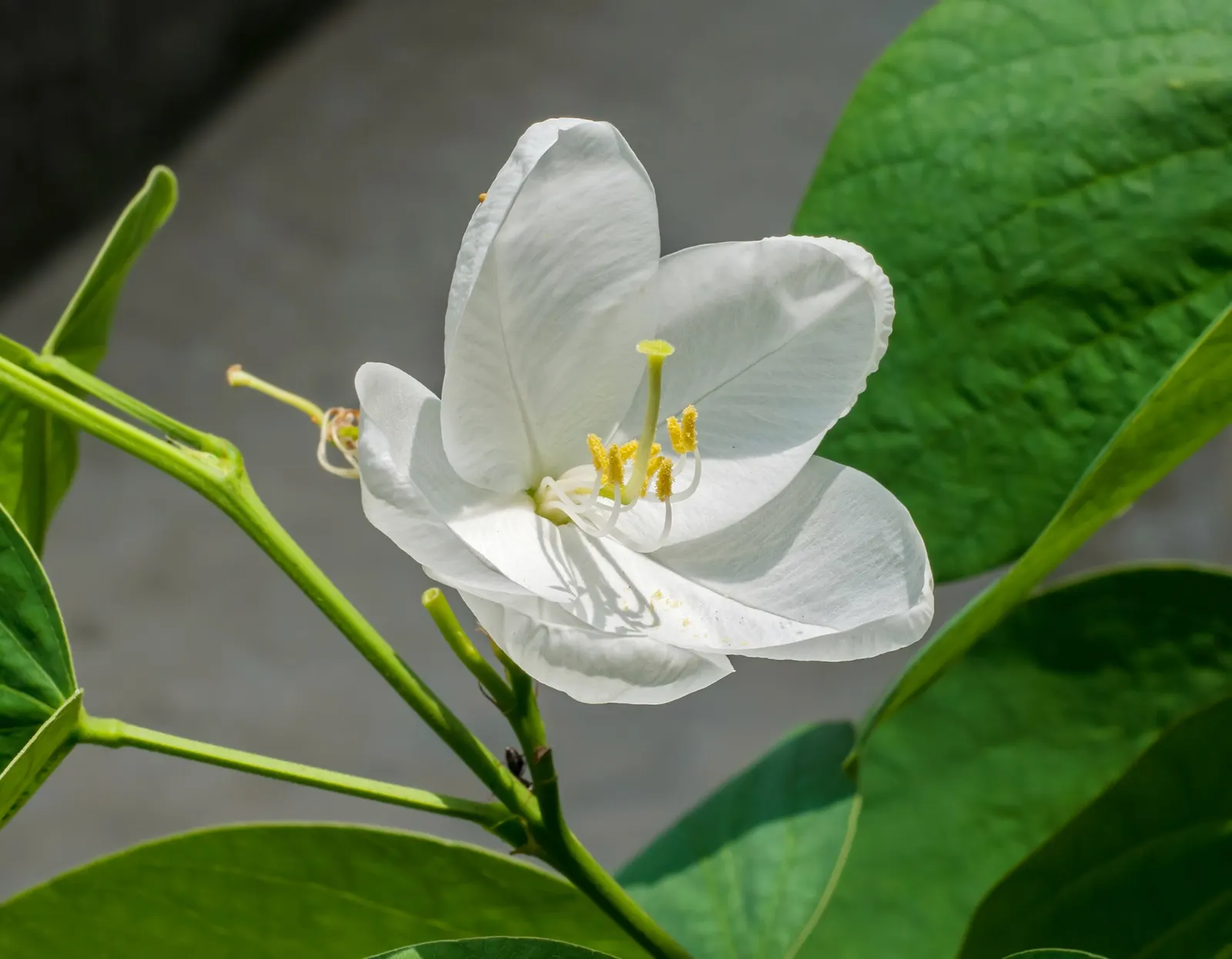 White Orchid Tree (Bauhinia Variegata 'Candida') — It reaches up to 20-40 feet tall and spreads 10-20 feet, thriving in full sun to partial shade, image 53